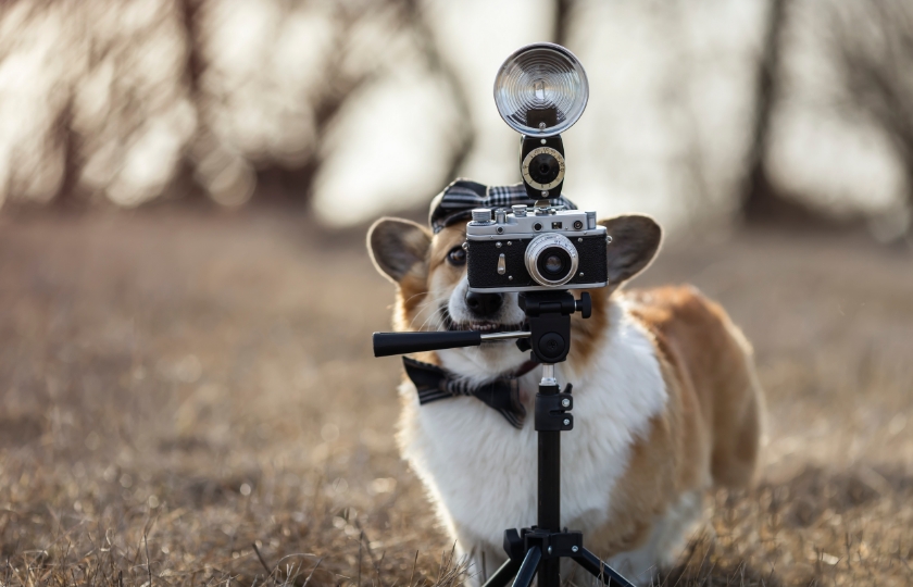 写真・動画撮影